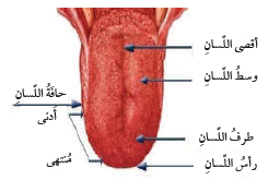 أجزاء اللسان